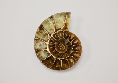 Ammonites - Cleoniceras
