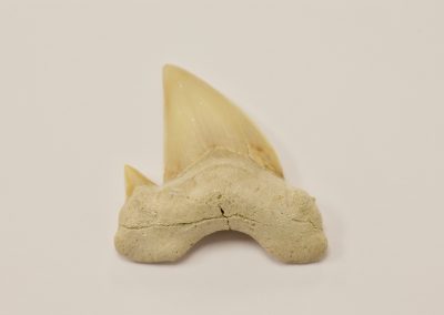 Fósil diente de tiburón - Lamna Obliqua