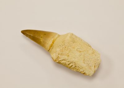 Fósil diente de Mosasauro