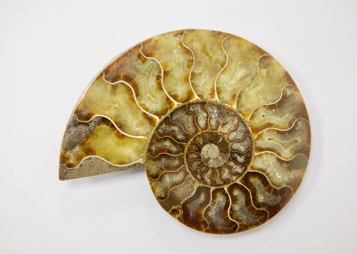 Fósil Ammonites Madagascar