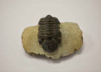 Fósil Trilobites Phacops