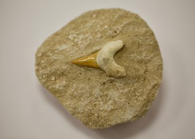 Fósil diente de tiburón en matriz