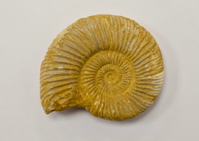 Fósil Ammonites - Choffatia