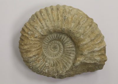 Fósil Ammonites Agadir Marruecos